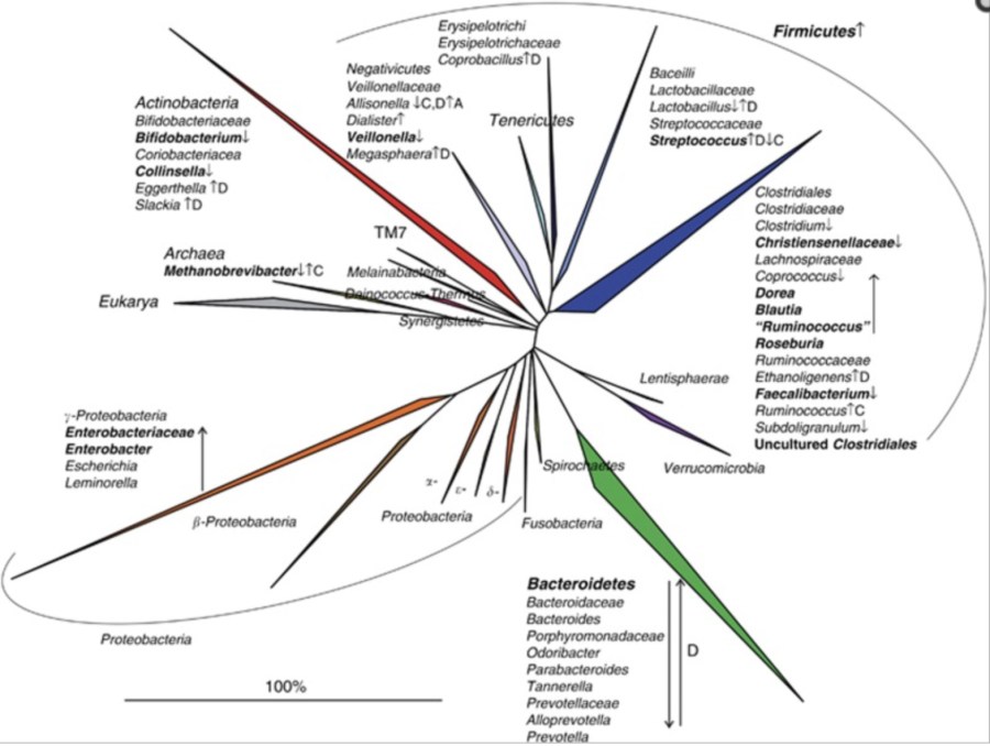 fylogeneettinen puu_ibs_2015
