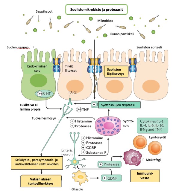 ärtyvän suoli, mikrobisto ja suoliston läpäisevyys ja matala-asteinen tulehdus